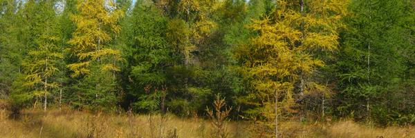 BugsNTrees Profile Banner