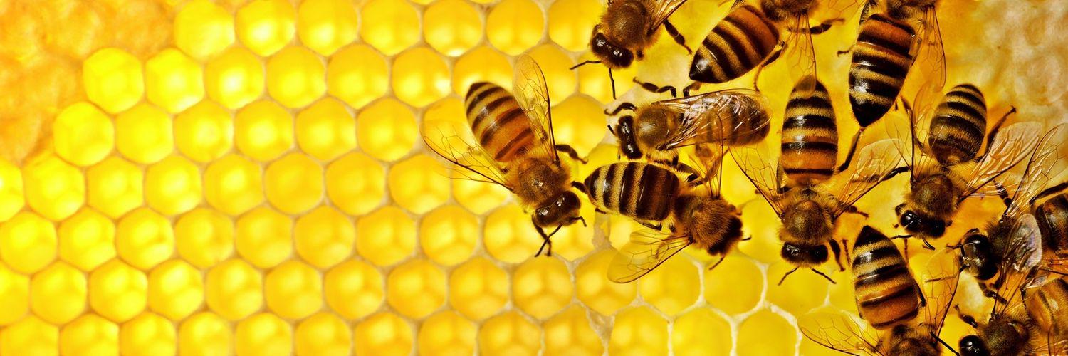 FollowedByBees's profile banner image