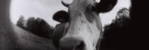 MichhMann's profile banner image