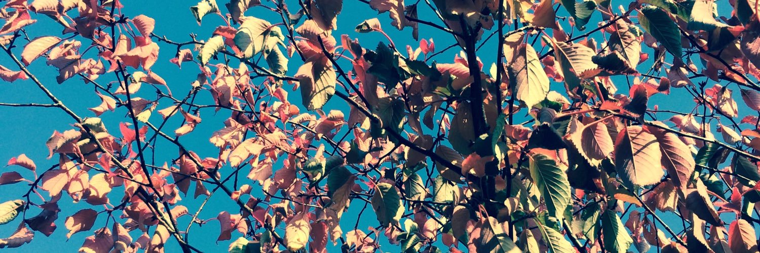 mangohedgehogs's profile banner image