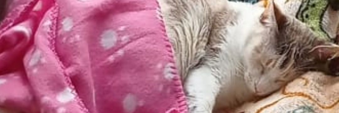 GodWolfElx's profile banner image