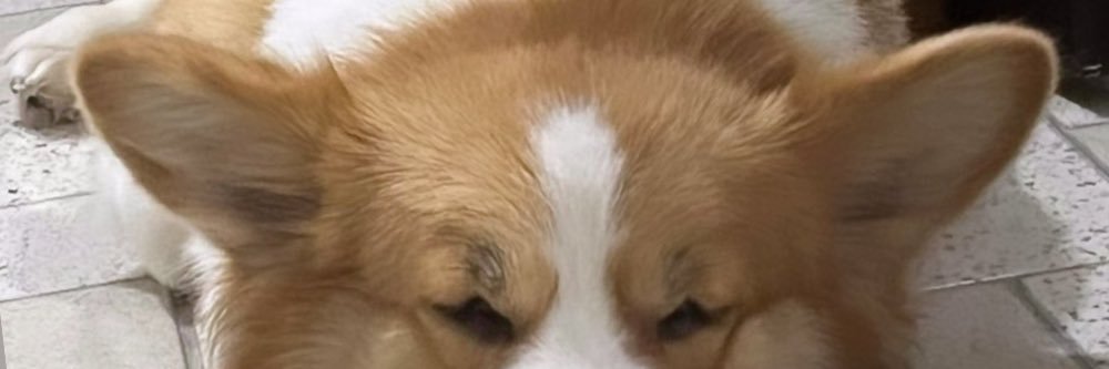 ysalimsico's profile banner image