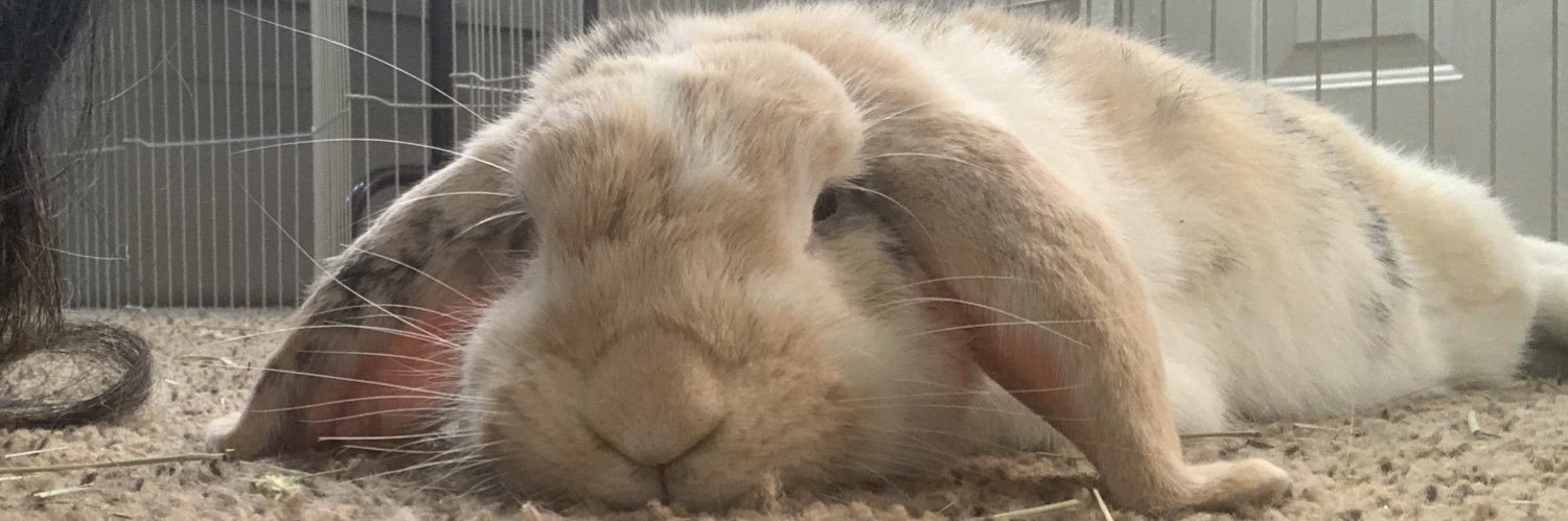 JediPoptart's profile banner image