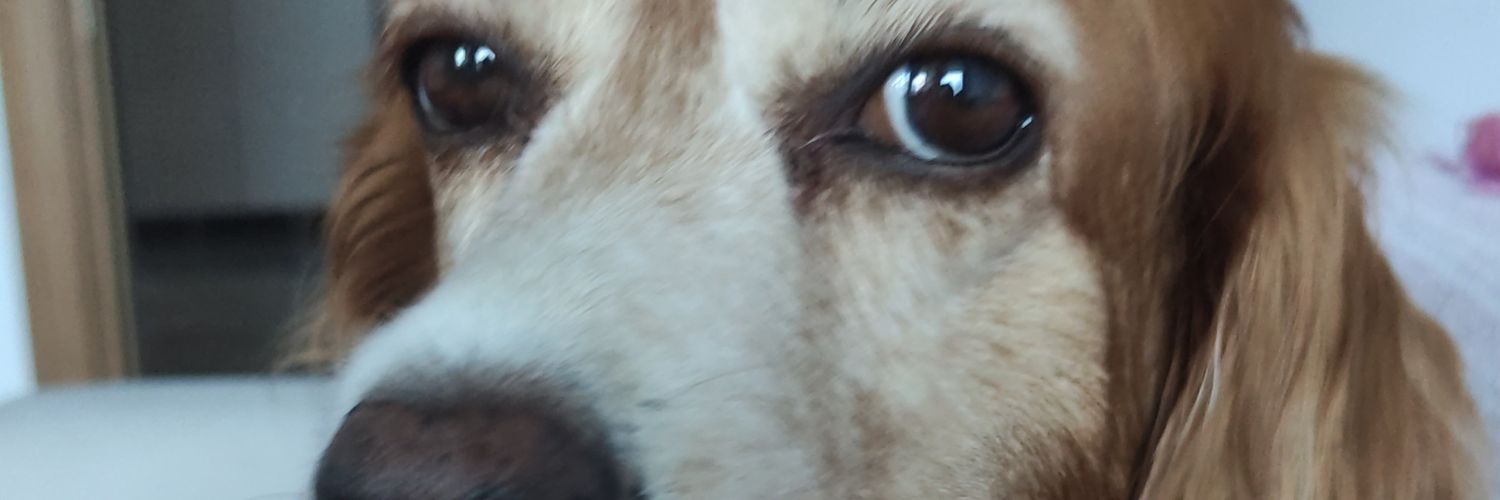 deniztekir's profile banner image