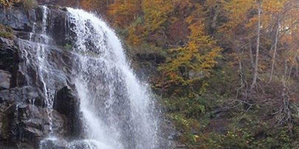 dippolitowilma's profile banner image