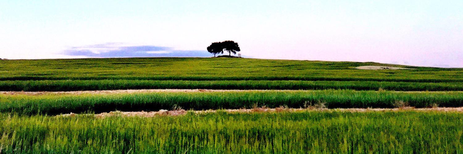CodinaJaume's profile banner image