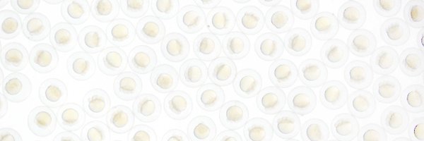 MTLeeLab Profile Banner