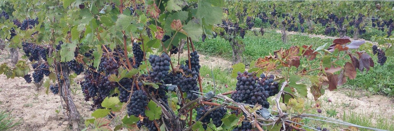 80xwine's profile banner image