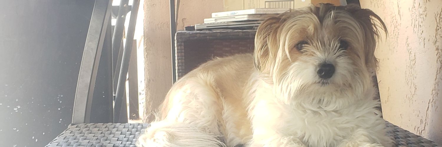 TurtleChoops's profile banner image