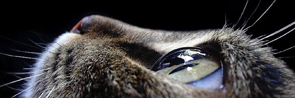deekulkarni's profile banner image