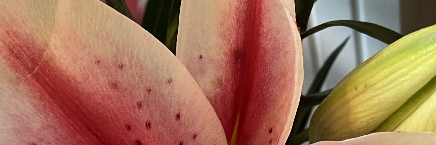 coco_jmt's profile banner image