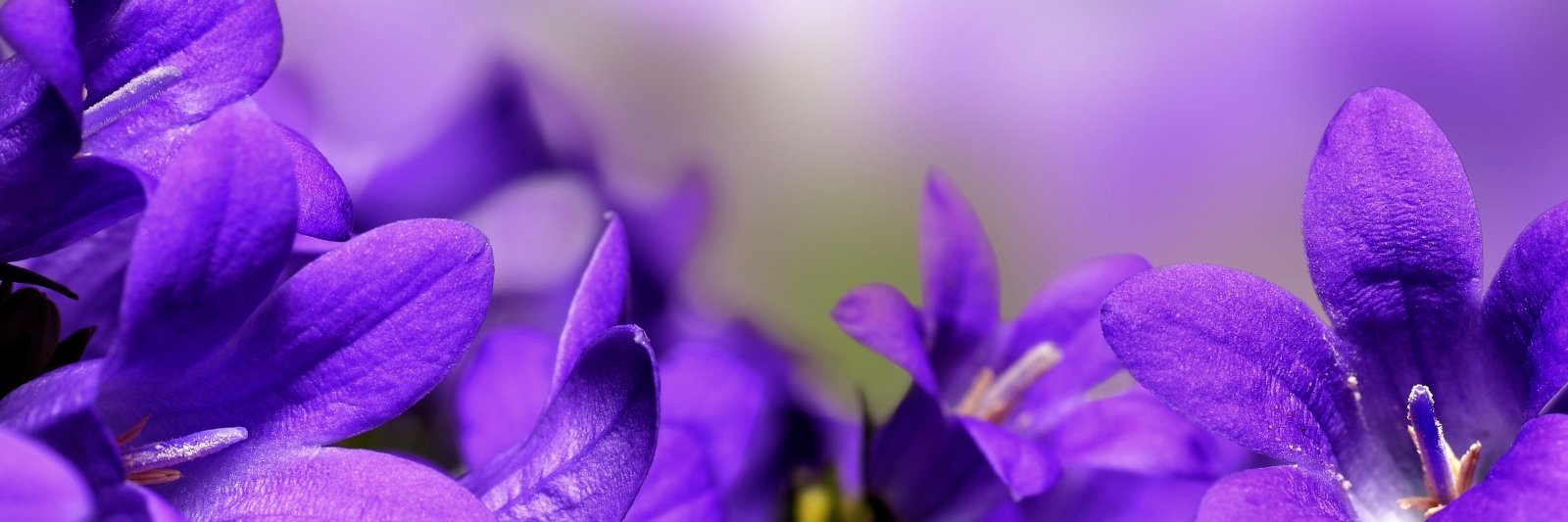 Maya_Flh's profile banner image