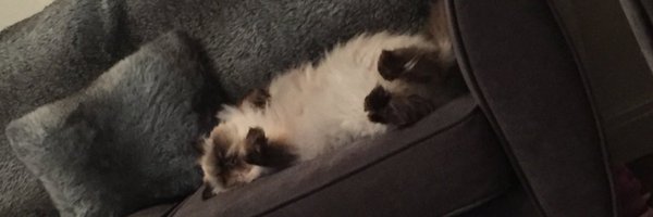 BrackenES Profile Banner