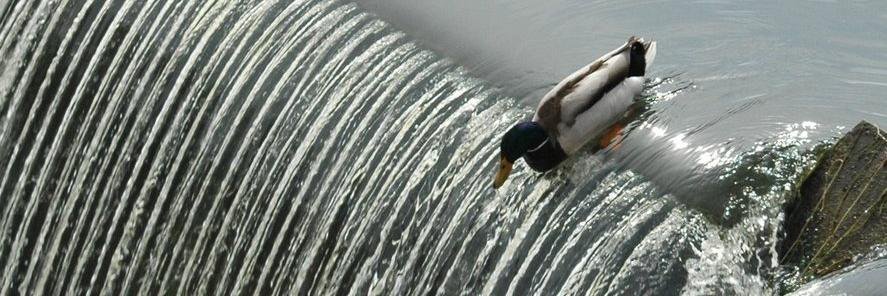 DistendedDucc banner