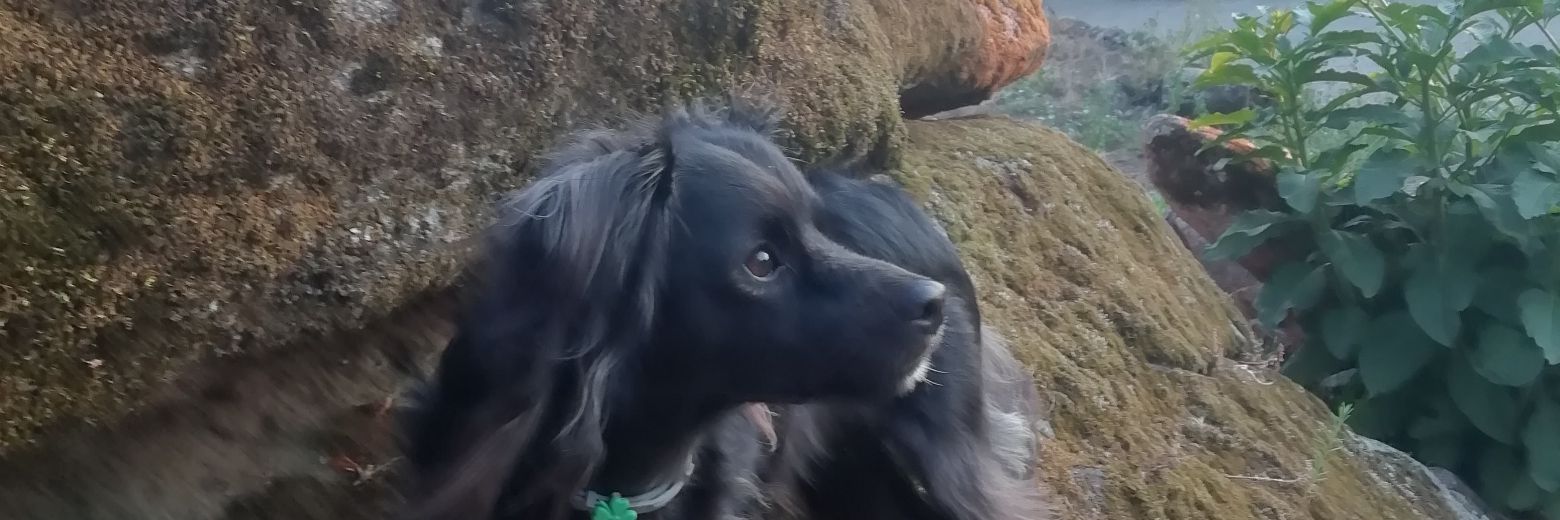 Alex Bravo🔻 banner