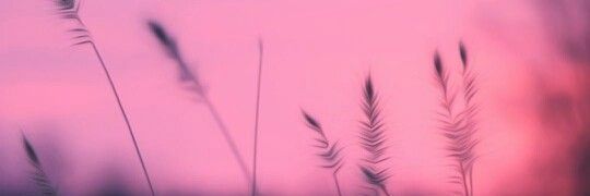 Pinheiro1906's profile banner image