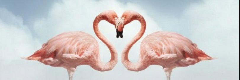 CyprianoMilena's profile banner image