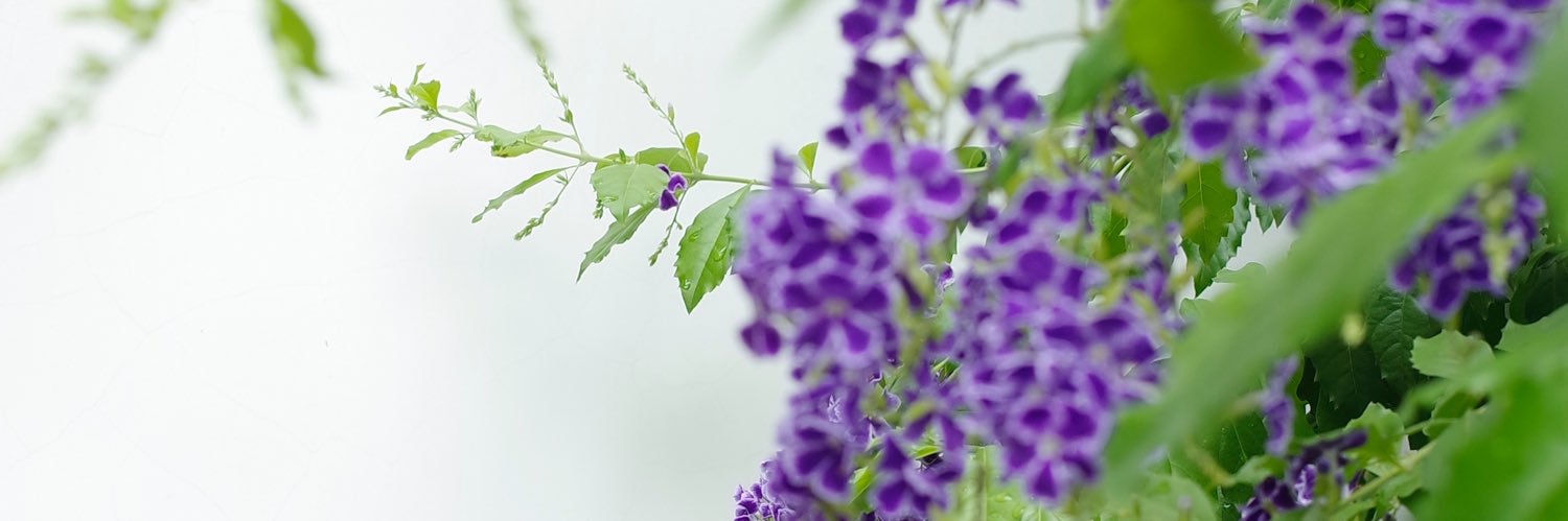 kotopom's profile banner image