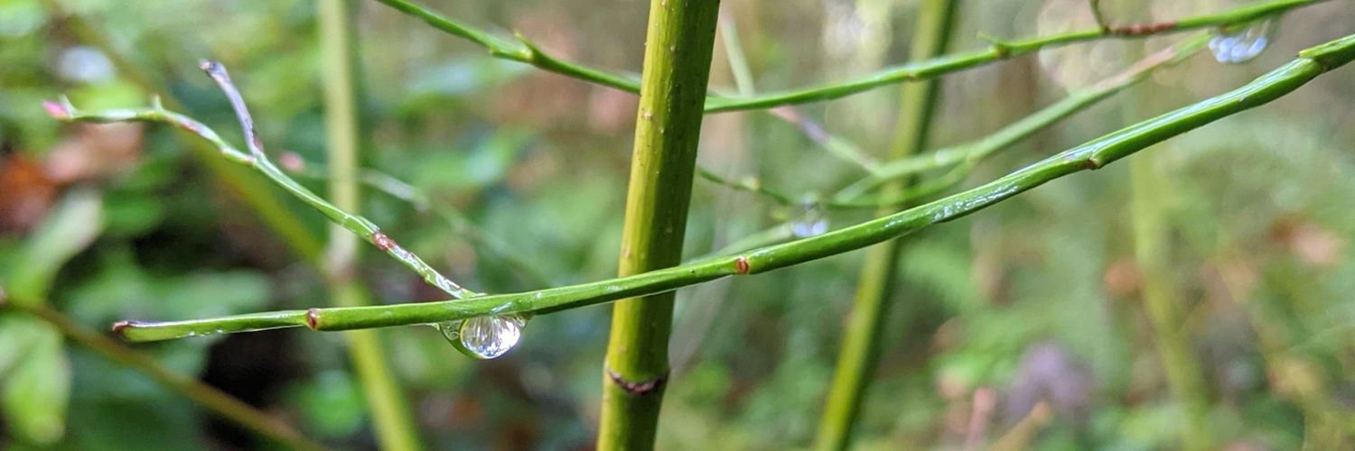 Colleen Hoffman, Ph.D. banner