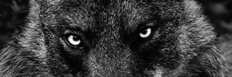 g2rol's profile banner image