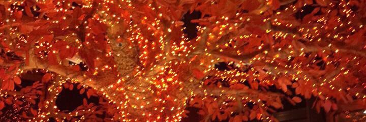 linzshaw's profile banner image