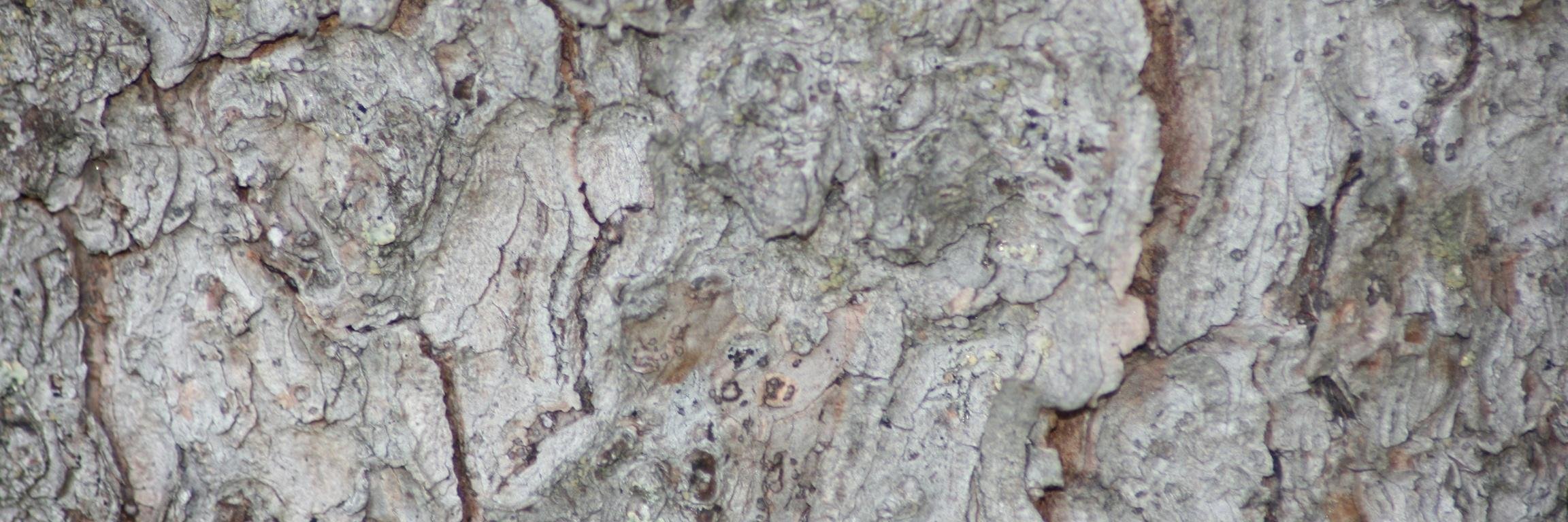 marijappila's profile banner image
