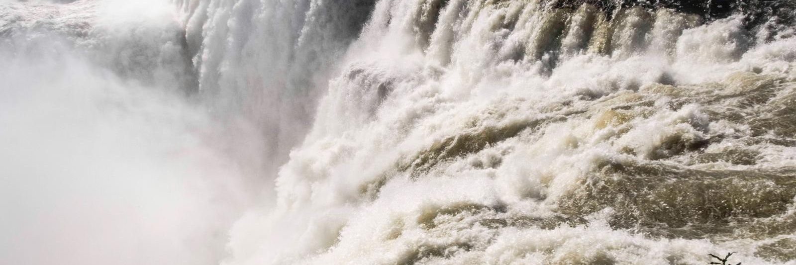 anna macdonald banner