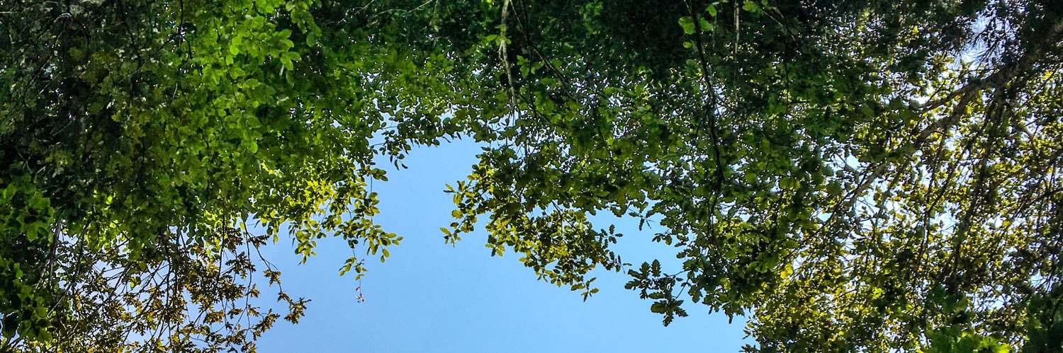 rehneverdi's profile banner image