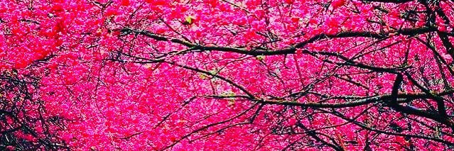 rebecat5508's profile banner image