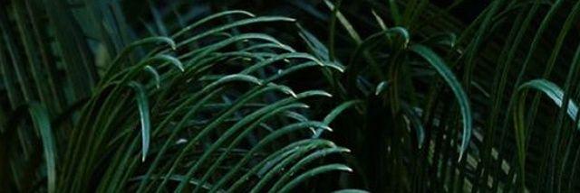 eunicefrancesca's profile banner image