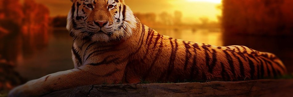Joshi_Prabhakar's profile banner image