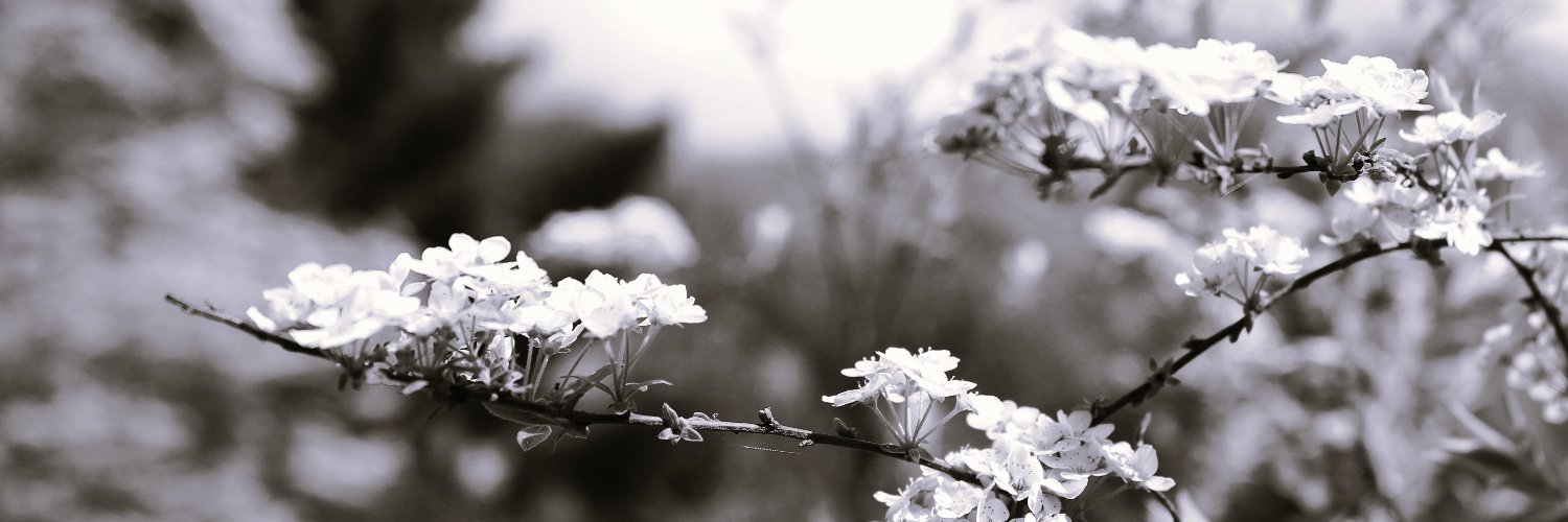 RoseAmanii's profile banner image