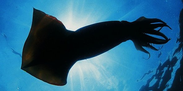 splashberrypop's profile banner image