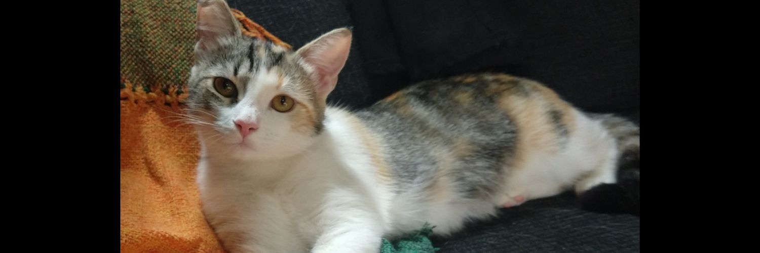 suuolea10's profile banner image