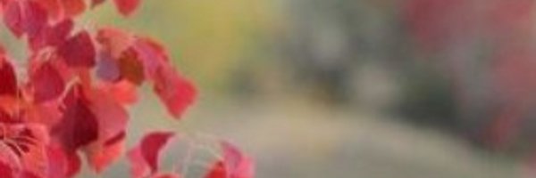 kelli_bernal Profile Banner