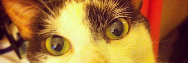 cfcoyle's profile banner image