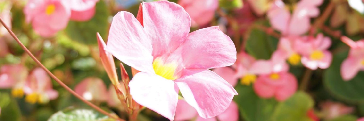 _larabeth's profile banner image