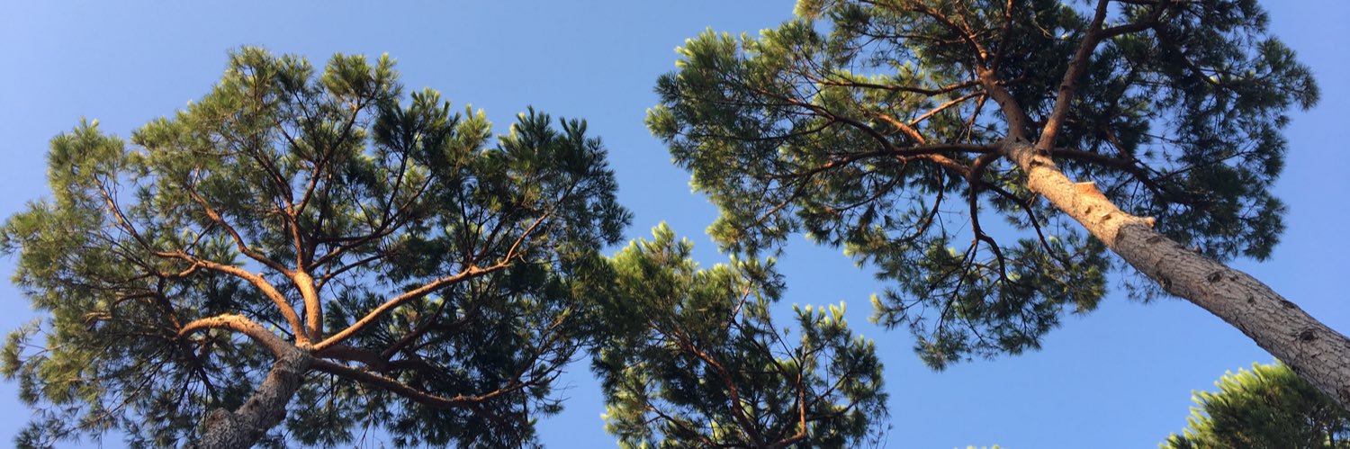 Andrea Lanteri banner