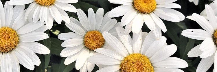 _posadas1's profile banner image