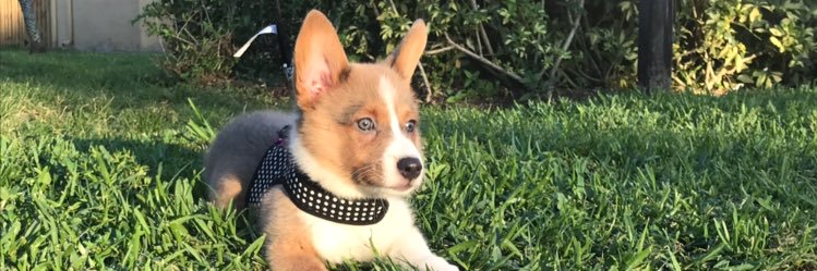 xKellyCampos's profile banner image