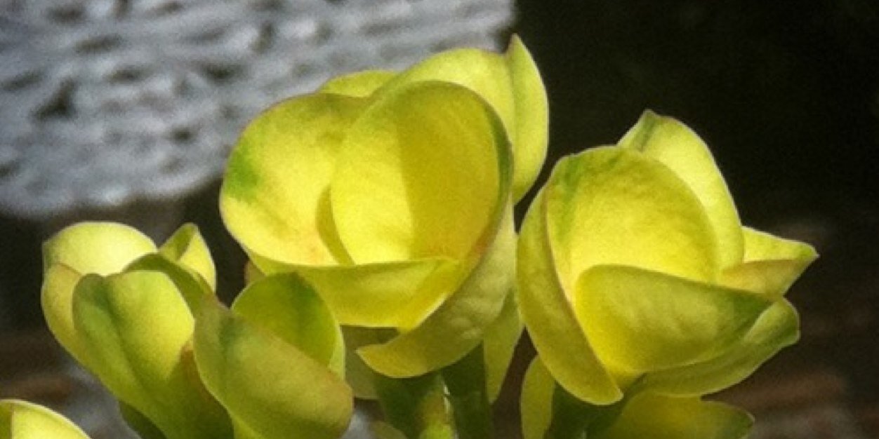 flordemaria86's profile banner image