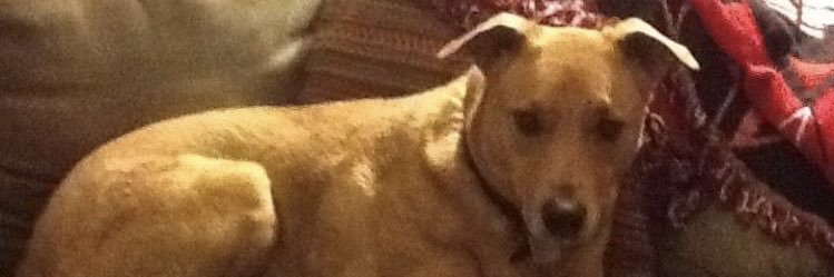 saludaa's profile banner image
