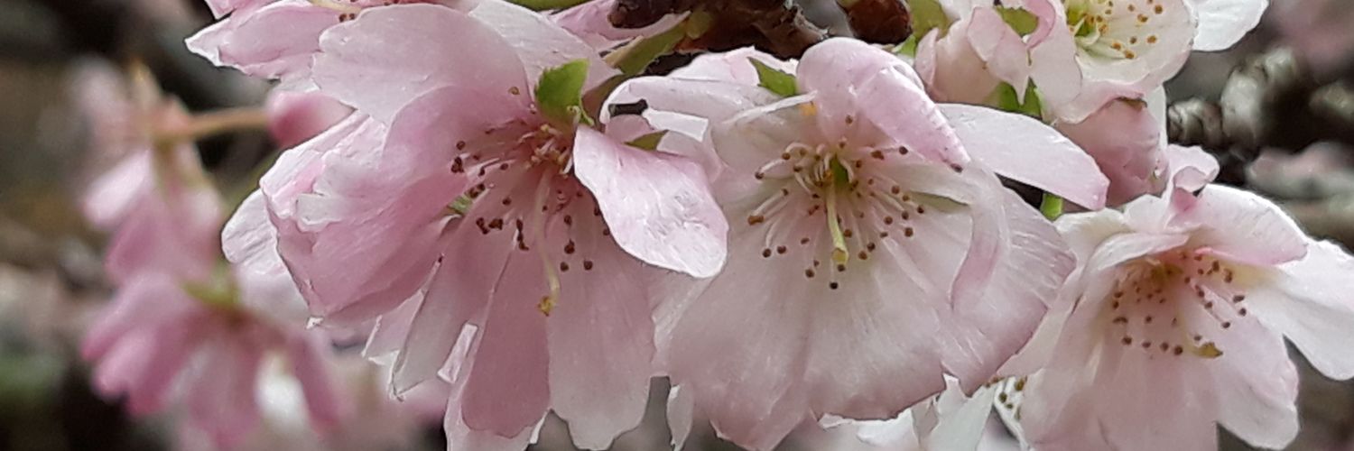 かごめ あすな banner