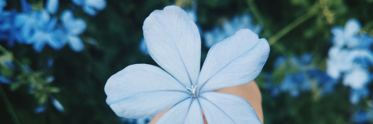 หมูหยอง banner