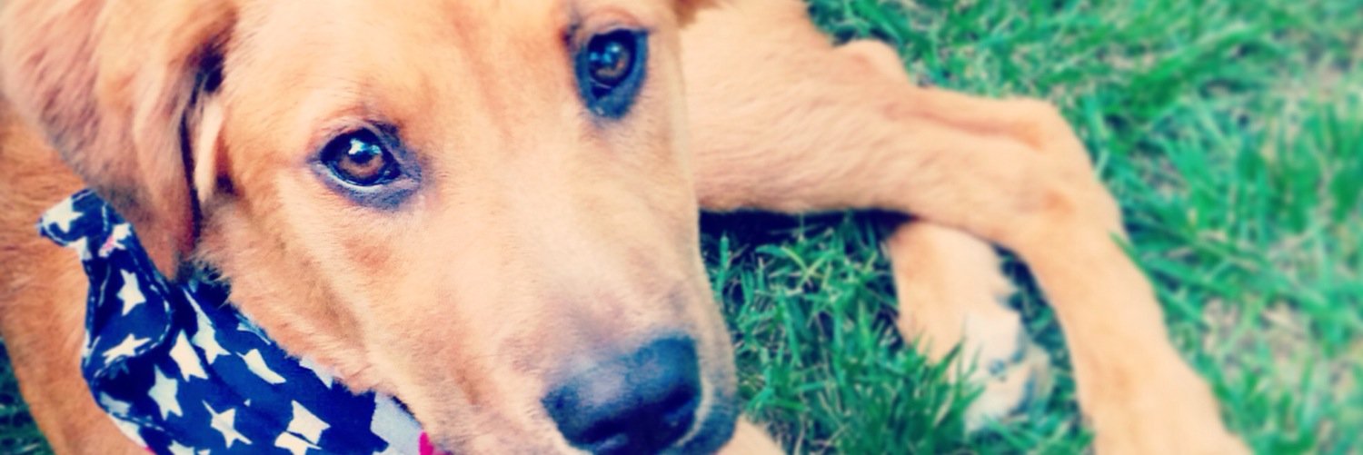 lindseyleeker's profile banner image