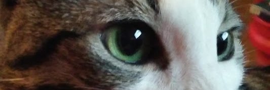 Neko Madison banner