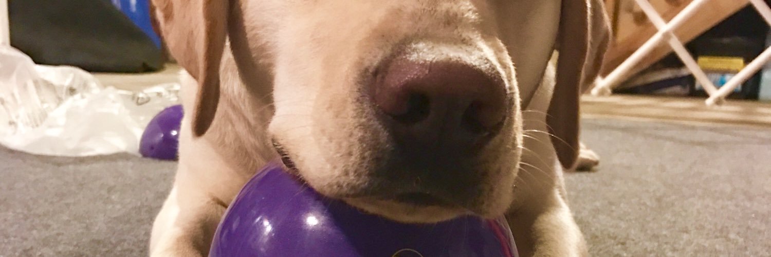 Wizofpaws's profile banner image