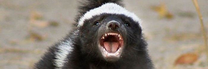 sembilantapir's profile banner image