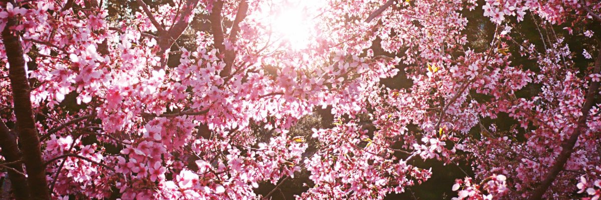 PilarPots's profile banner image