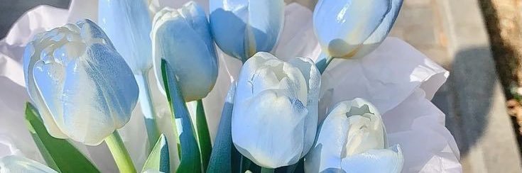 LAlinlin💙 banner